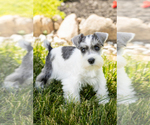 Small Photo #25 Schnauzer (Miniature) Puppy For Sale in MILLERSBURG, IN, USA