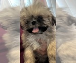 Small Photo #1 Shih Tzu Puppy For Sale in BRIDGETON, NJ, USA