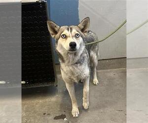 Medium Siberian Husky