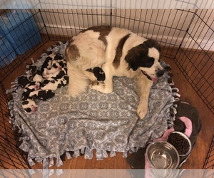 Mother of the Saint Bernard puppies born on 05/21/2019