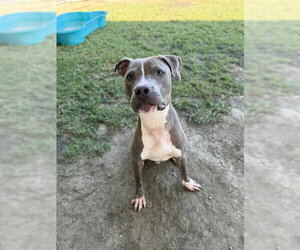 Mutt Dogs for adoption in Riverside, CA, USA