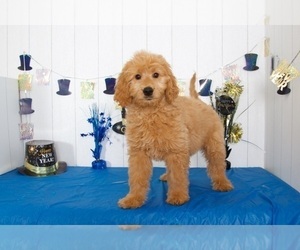 Goldendoodle Puppy for sale in MOUNT VERNON, OH, USA