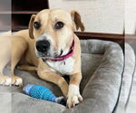 Small #4 American Pit Bull Terrier Mix