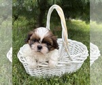 Small #3 Shih Tzu