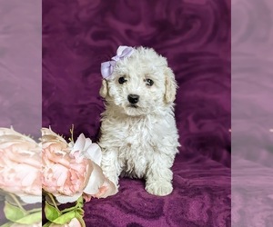 Bichon Frise-Bichpoo Mix Puppy for sale in NOTTINGHAM, PA, USA