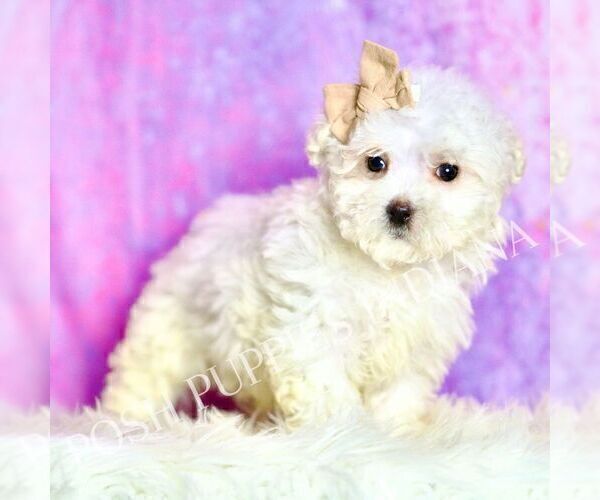 Medium Photo #87 Maltipoo (Miniature) Puppy For Sale in WARSAW, IN, USA