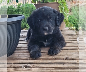 Golden Mountain Dog Puppy for sale in CORTEZ, CO, USA