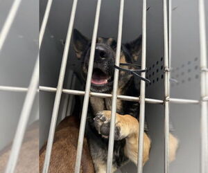 German Shepherd Dog Dogs for adoption in Sacramento, CA, USA