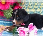 Small Photo #6 Bernese Mountain Dog Puppy For Sale in CLAY, PA, USA