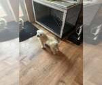 Small #3 Poodle (Miniature)