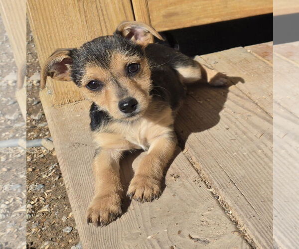 Medium Photo #1 Chihuahua-Norfolk Terrier Mix Puppy For Sale in Peralta, NM, USA