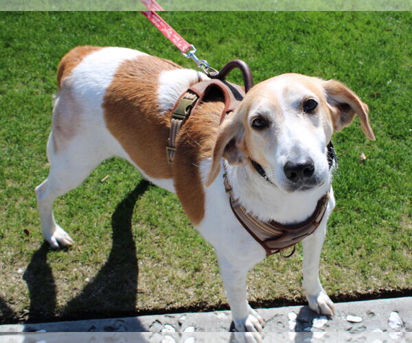 Medium Photo #5 Mutt Puppy For Sale in North Myrtle Beach, SC, USA