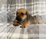 Small Photo #7 Puggle Puppy For Sale in LAKELAND, FL, USA