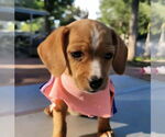 Small #6 Chiweenie
