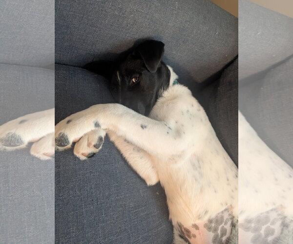 Medium Photo #3 Border Collie-Unknown Mix Puppy For Sale in Sandy, UT, USA