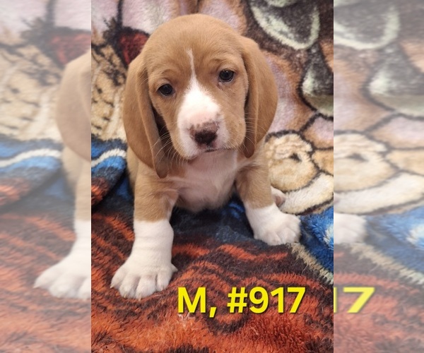 Medium Photo #12 Bagle Hound Puppy For Sale in CENTRALIA, WA, USA