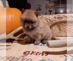 Small Photo #4 Pomeranian Puppy For Sale in CARTHAGE, TX, USA