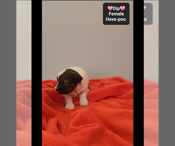 Medium Photo #3 Havapoo Puppy For Sale in TUCSON, AZ, USA
