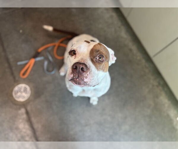 Medium Photo #1 American Bulldog-Unknown Mix Puppy For Sale in Tavares, FL, USA