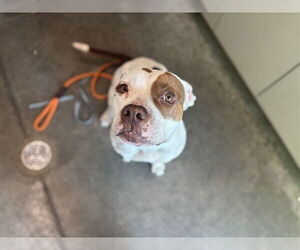 American Bulldog-Unknown Mix Dogs for adoption in Tavares, FL, USA