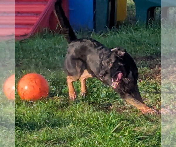 Medium Photo #5 Rottweiler-Unknown Mix Puppy For Sale in Rohnert Park, CA, USA