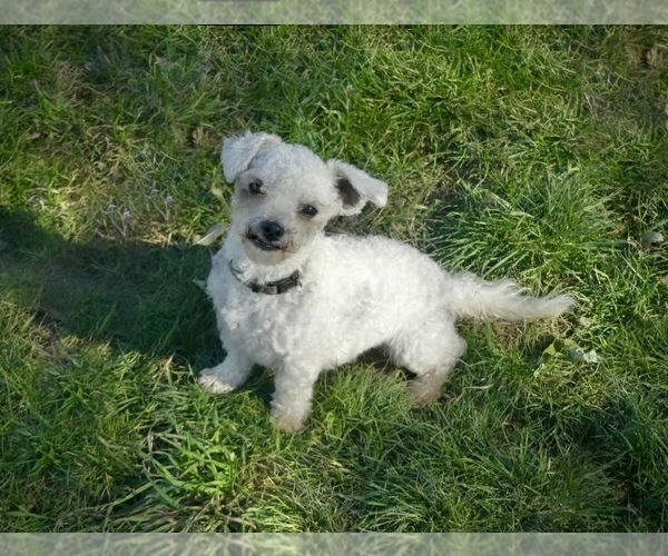 Medium Photo #1 Zuchon Puppy For Sale in FAIRBANK, IA, USA