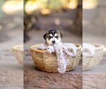 Small #4 Mutt