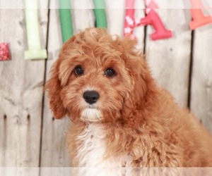Cavalier King Charles Spaniel-Poodle (Toy) Mix Puppy for sale in MOUNT VERNON, OH, USA