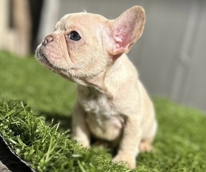 French Bulldog Puppy for sale in BEVERLY HILLS, CA, USA