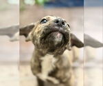 Small #3 Plott Hound Mix