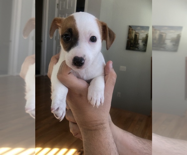 Medium Photo #2 Jack Russell Terrier Puppy For Sale in CHANTILLY, VA, USA