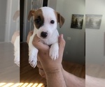 Small Photo #2 Jack Russell Terrier Puppy For Sale in CHANTILLY, VA, USA