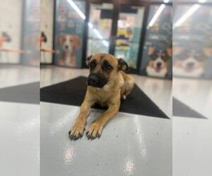 German Shepherd Dog Dogs for adoption in Temple, TX, USA