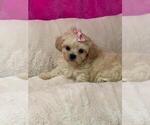 Puppy Puppy 2 ShihPoo