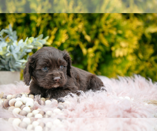 Medium Photo #2 Cocker Spaniel Puppy For Sale in NAPPANEE, IN, USA