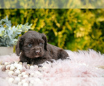 Small #1 Cocker Spaniel