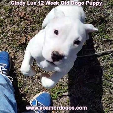 Medium Photo #157 Dogo Argentino Puppy For Sale in PINEVILLE, MO, USA