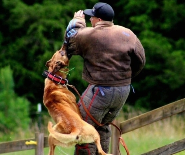 Medium Photo #1 Belgian Malinois Puppy For Sale in PICKENS, SC, USA