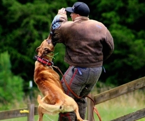 Father of the Belgian Malinois puppies born on 05/08/2026
