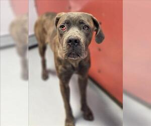 Mutt Dogs for adoption in Las Vegas, NV, USA