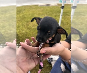 Chiweenie Puppy for sale in BUSH, LA, USA