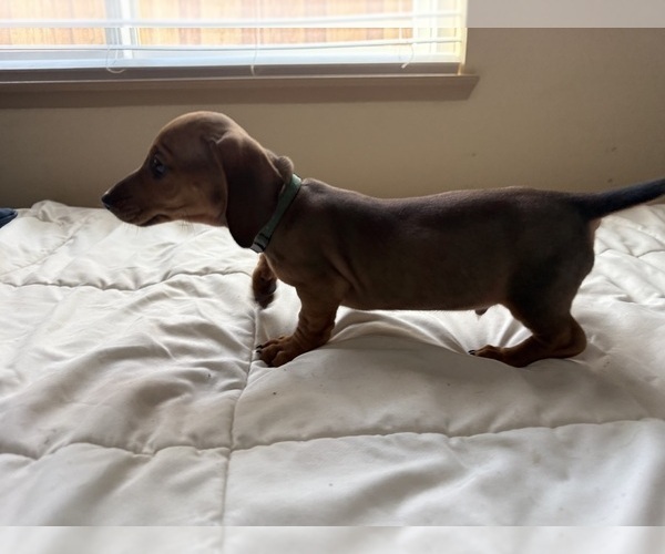 Medium Photo #2 Dachshund Puppy For Sale in TRACY, CA, USA