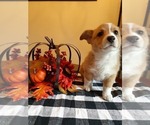 Small Photo #4 Pembroke Welsh Corgi Puppy For Sale in POST FALLS, ID, USA