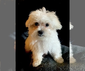 Maltese Puppy for sale in EDMOND, OK, USA