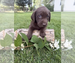 Medium Labrador Retriever