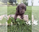 Puppy 3 Labrador Retriever