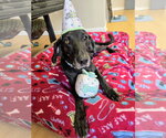 Small #18 Plott Hound-Weimaraner Mix