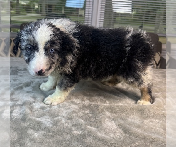 Medium Photo #35 Australian Shepherd Puppy For Sale in SALISBURY, NC, USA