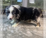 Small #6 Australian Shepherd