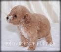 Small #12 Poodle (Miniature)
